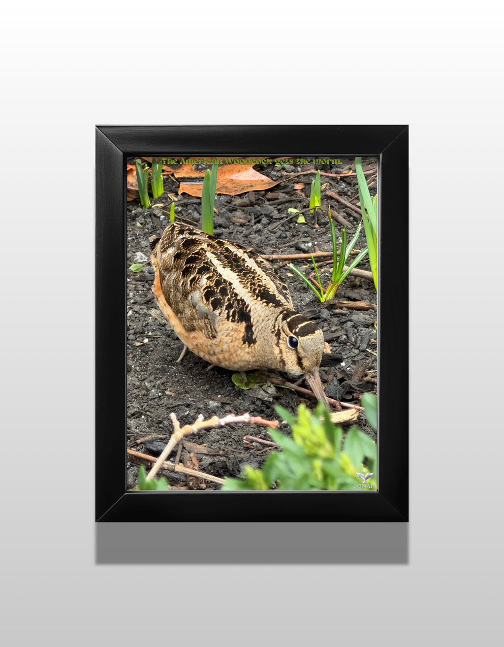 The American Woodcock Gets The Worm