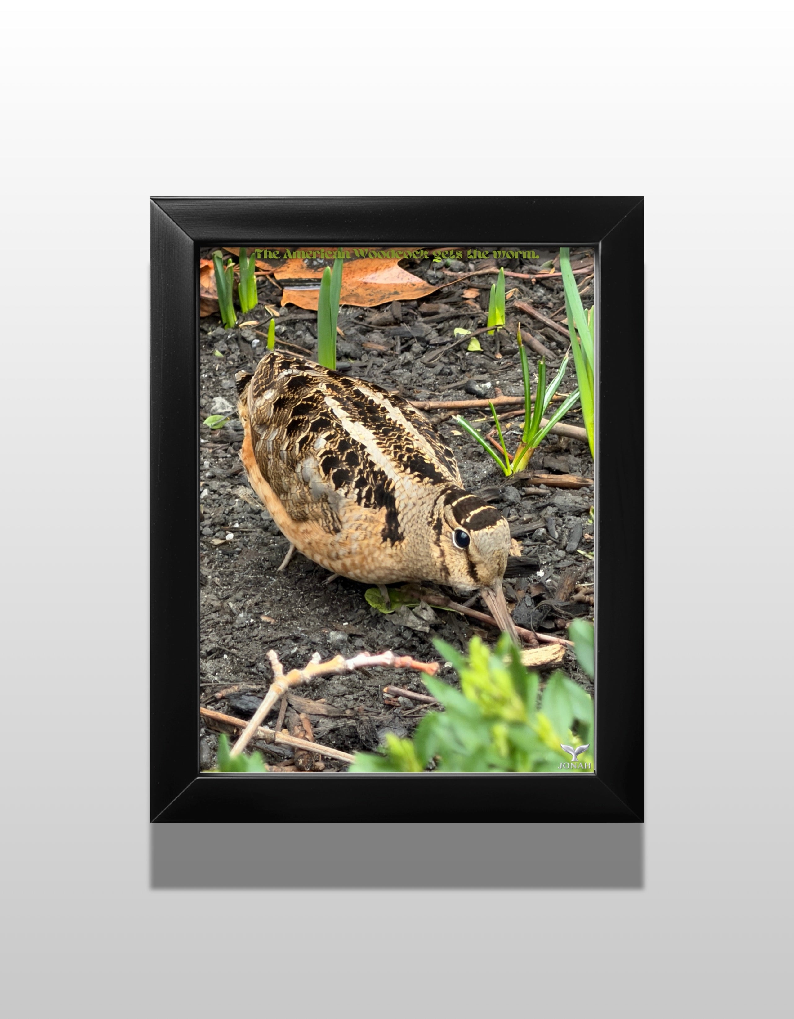The American Woodcock Gets The Worm (Framed Poster Print)