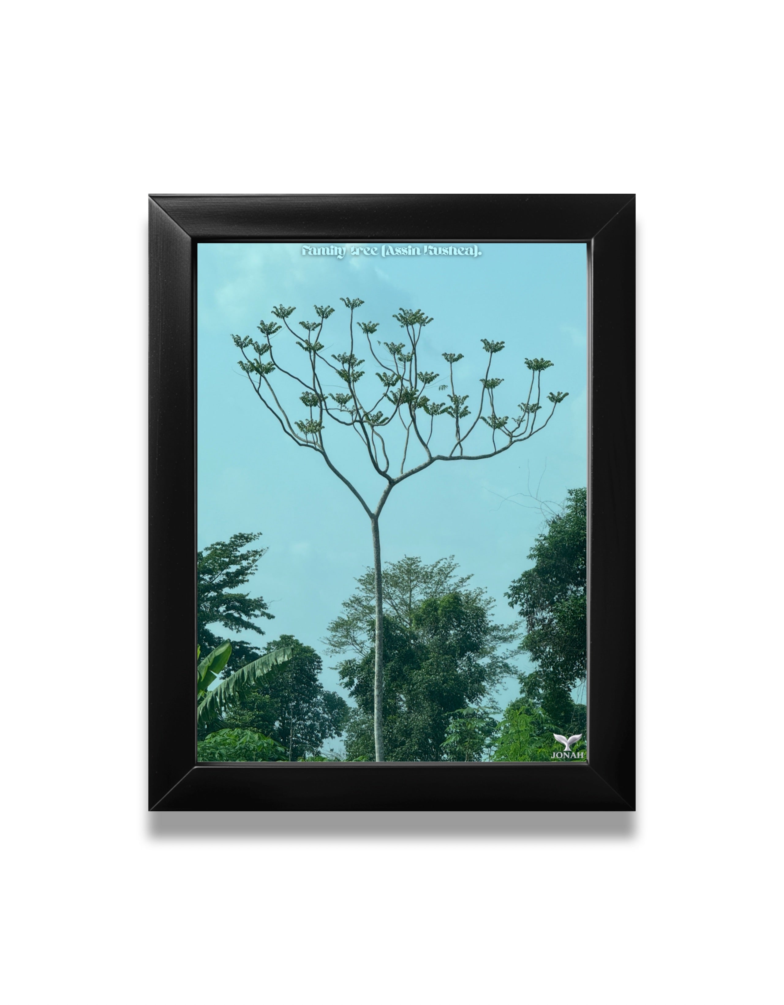 Family Tree (Assin Kushea)