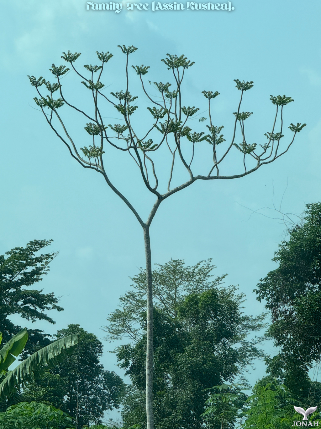 Family Tree (Assin Kushea)