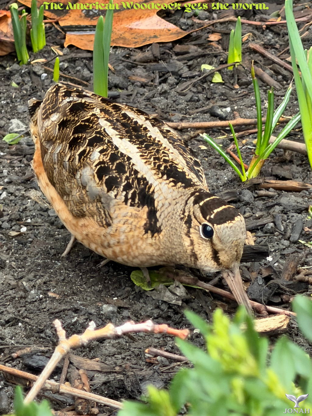 B010) Framed Poster Print (The American Woodcock Gets The Worm)