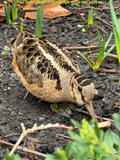 B010) Framed Poster Print (The American Woodcock Gets The Worm)